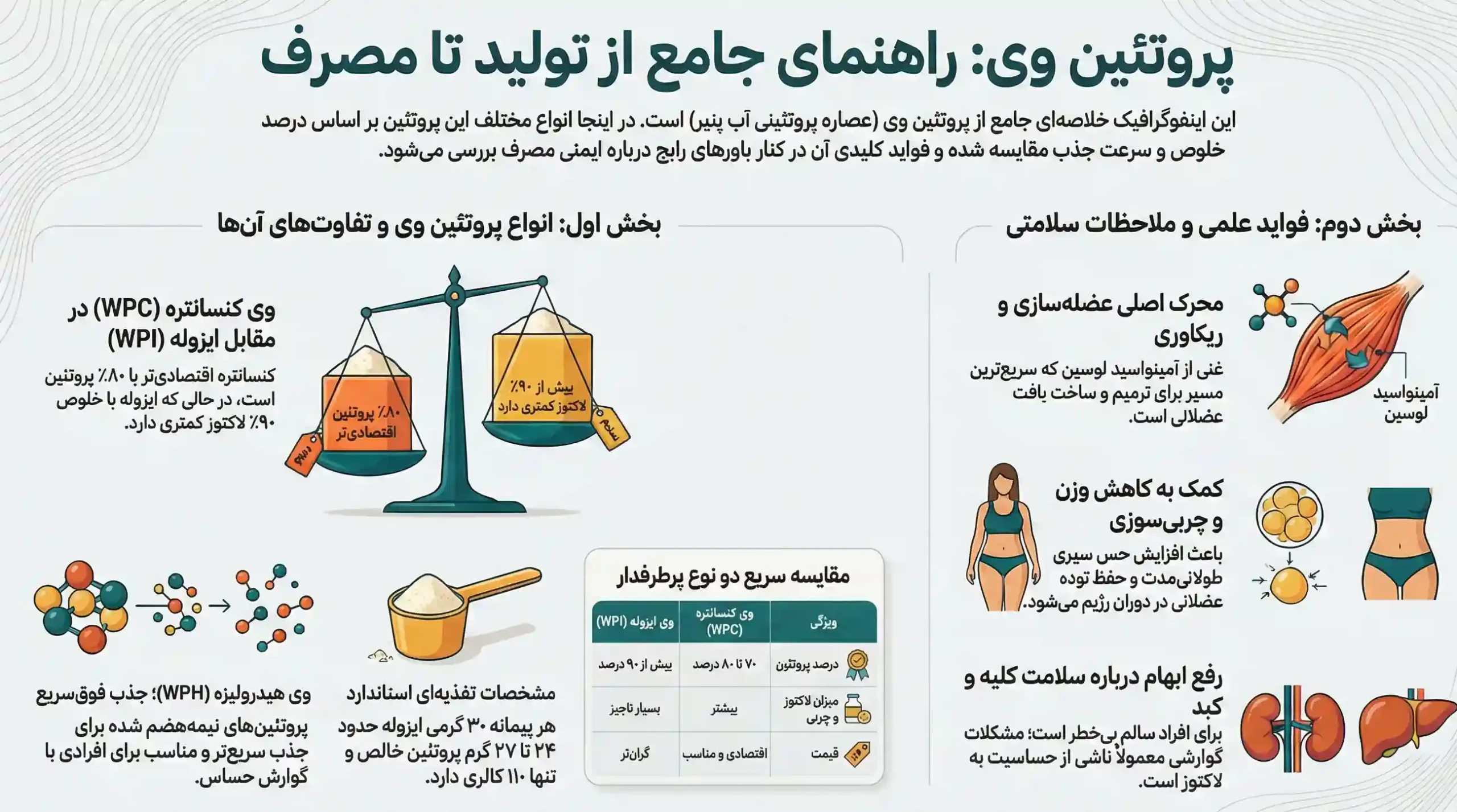 اینفوگرافیک فواید پروتئین وی