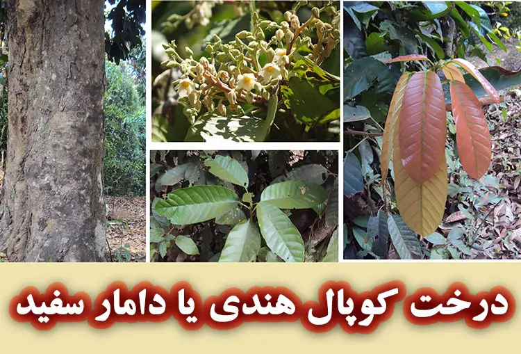 درخت کوپال هندی یا دامار سفید 