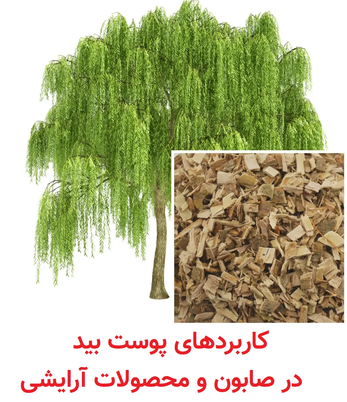 کاربردهای پوست بید در صابون و محصولات آرایشی