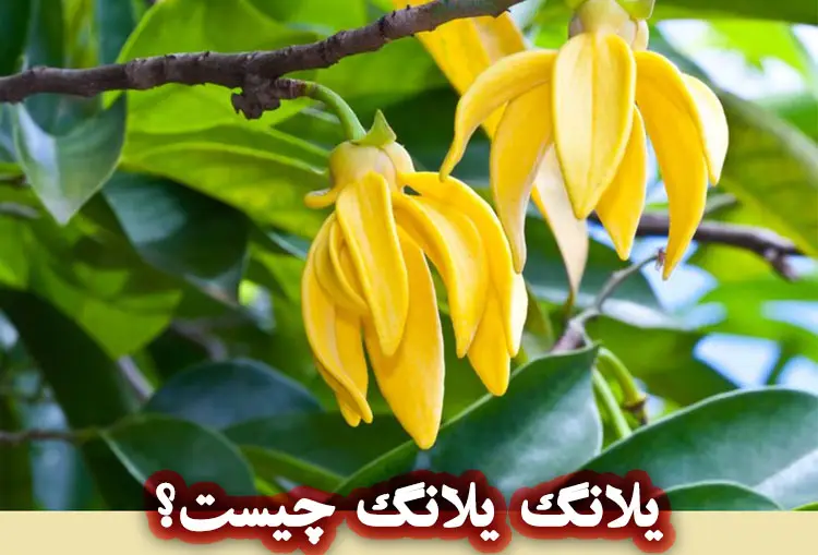 درخت یلانگ یلانگ