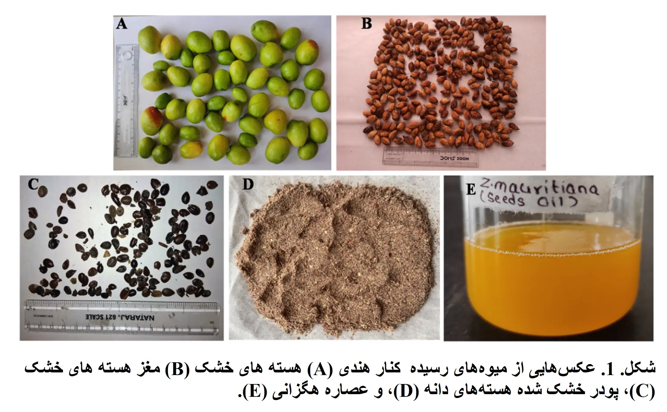 کنار هندی