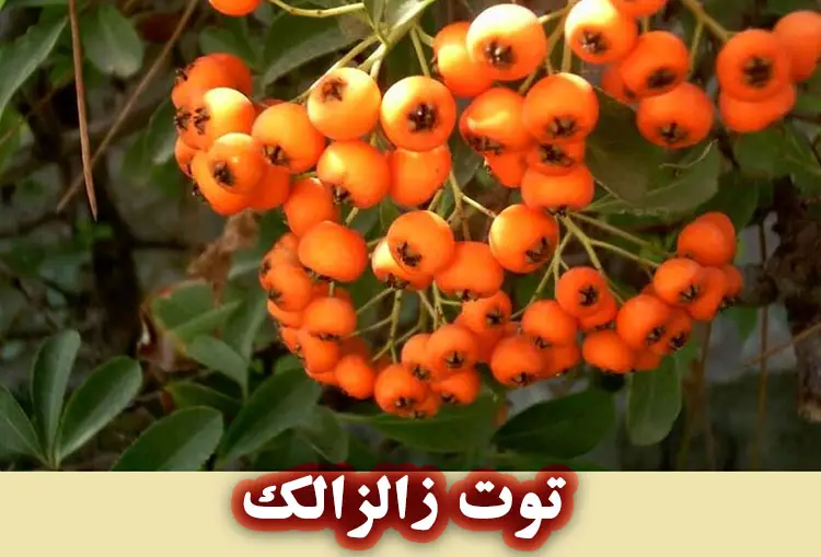 خواص توت های زالزالک برای پوست 