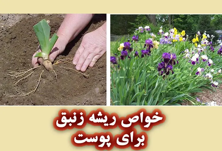 خواص ریشه زنبق برای پوست