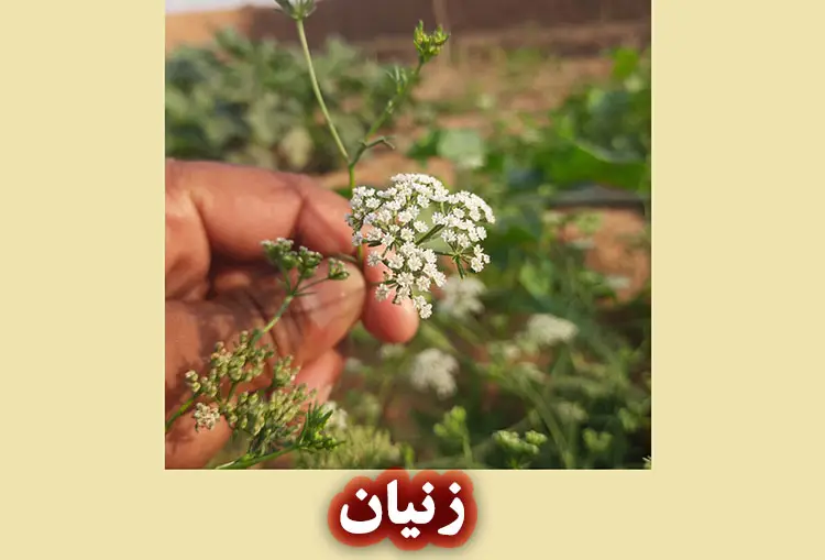 زنیان چیست و چه خواصی برای پوست دارد؟
