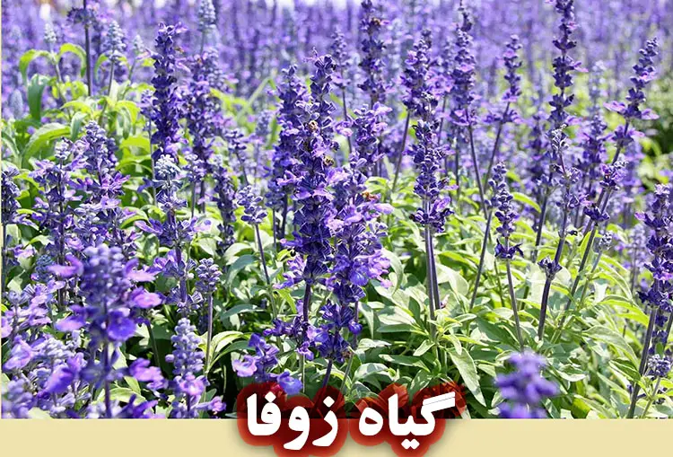 گیاه زوفا