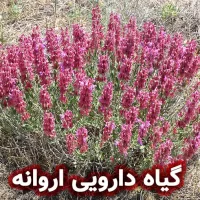 اروانه گیاه دارویی