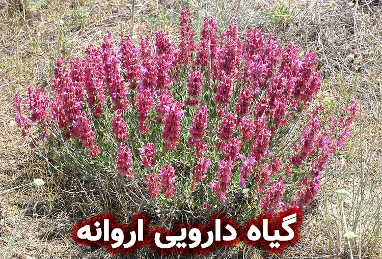 اروانه گیاه دارویی