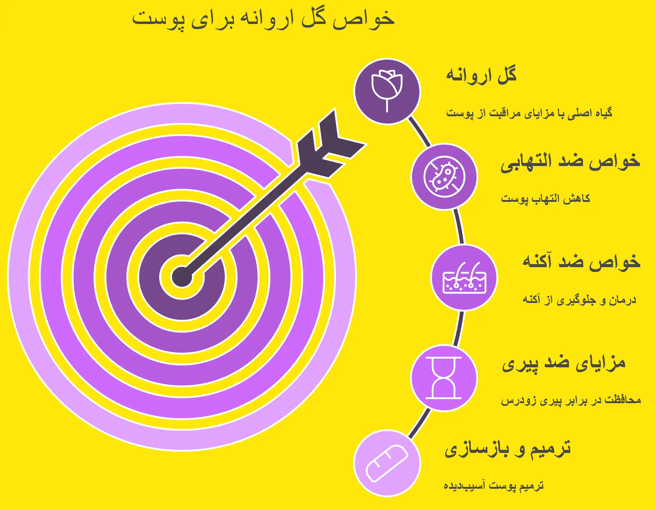 اینفوگرافیک خواص گل اروانه برای پوست