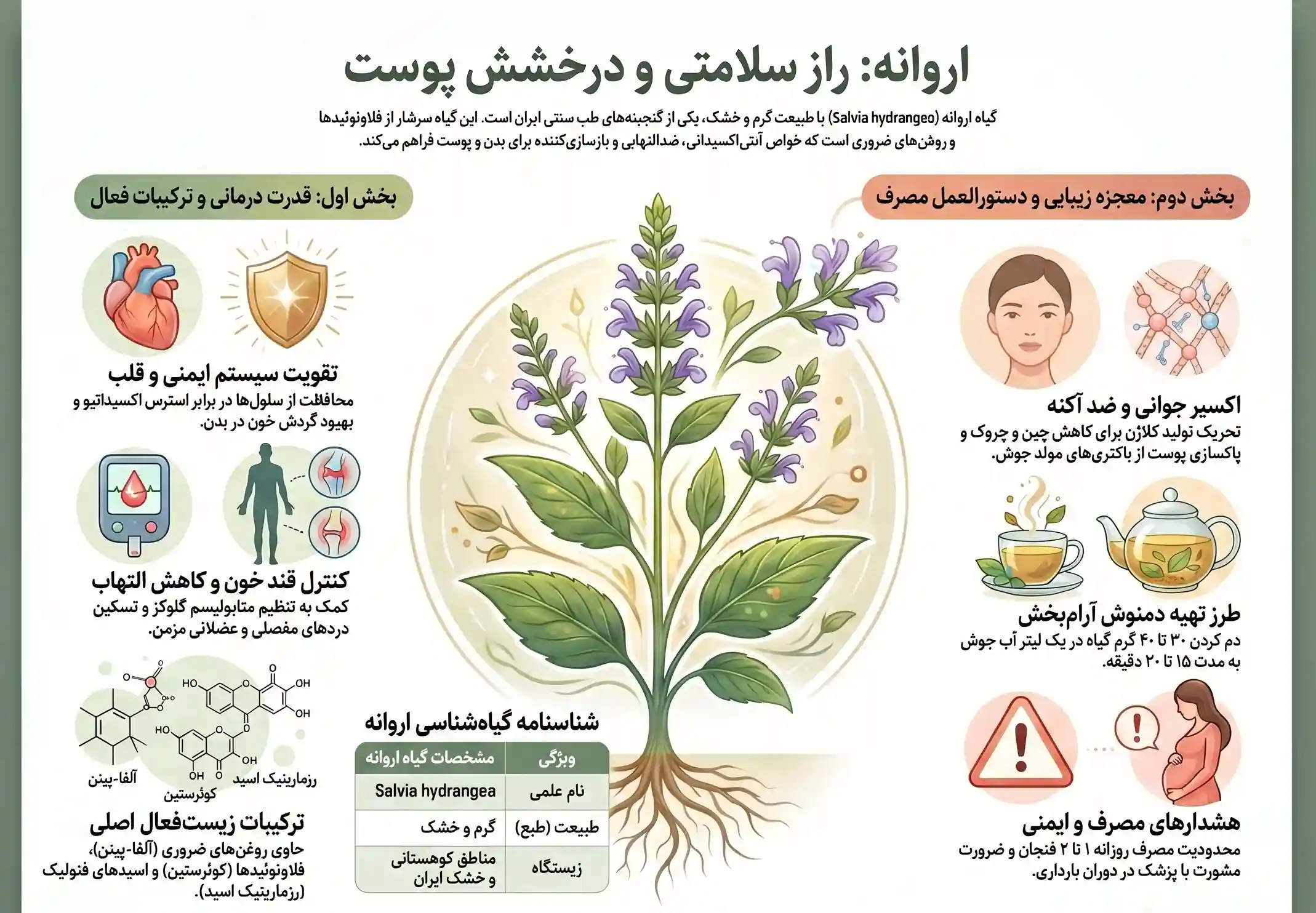 اینفوگرافیک گیاه اروانه