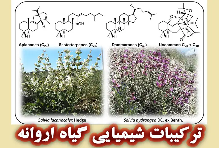ترکیبات شیمیایی گیاه اروانه