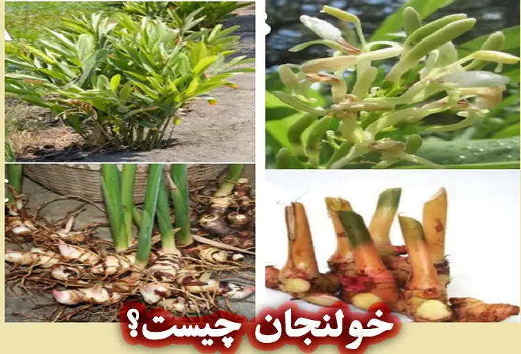 خولنجان چیست؟