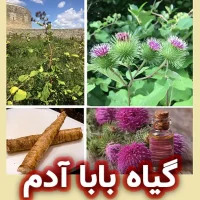 گیاه بابا آدم