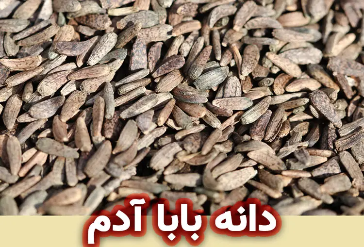 دانه بابا آدم