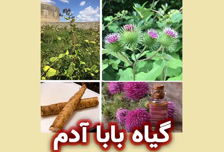 گیاه بابا آدم