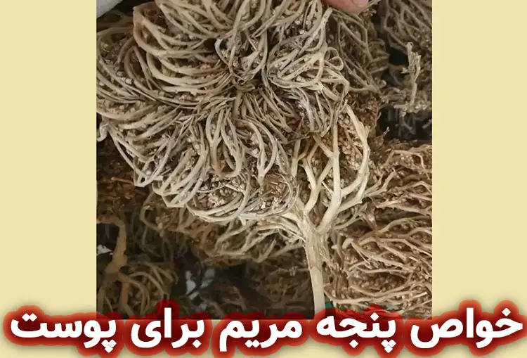 خواص پنجه مریم برای پوست