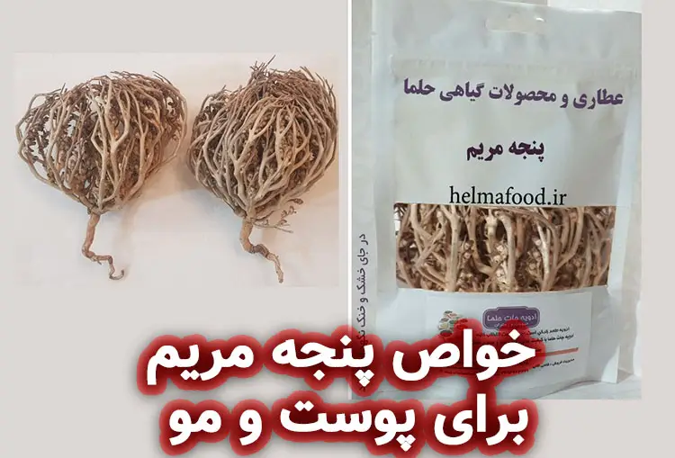  پنجه مریم