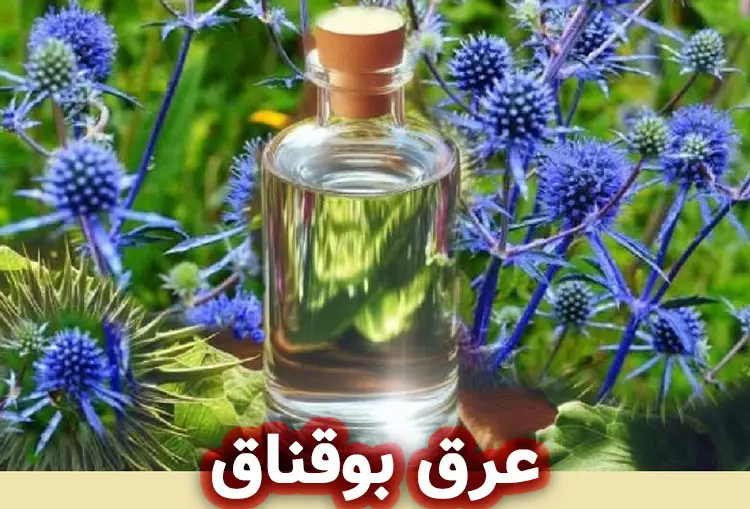 عرق بوقناق