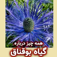 گیاه بوقناق