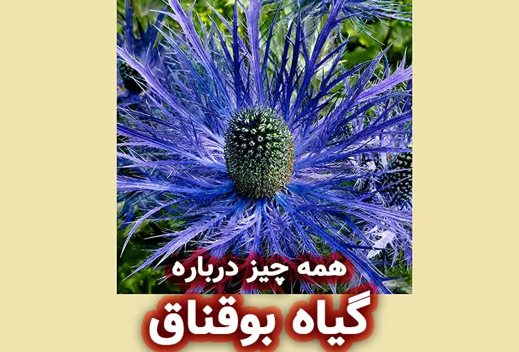 گیاه بوقناق