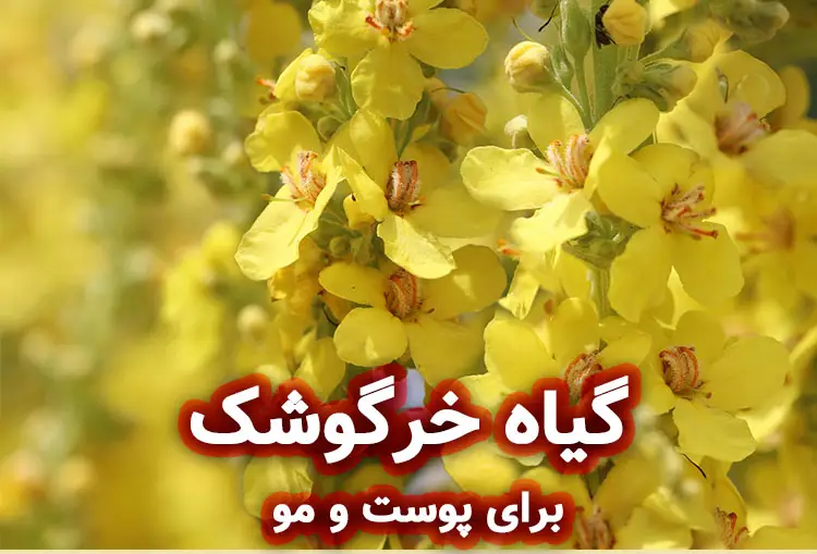 گیاه خرگوشک