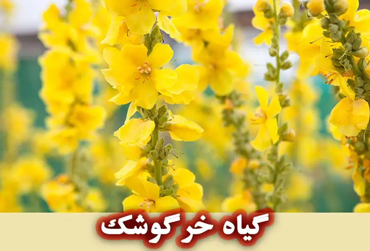 معرفی گیاه خرگوشک
