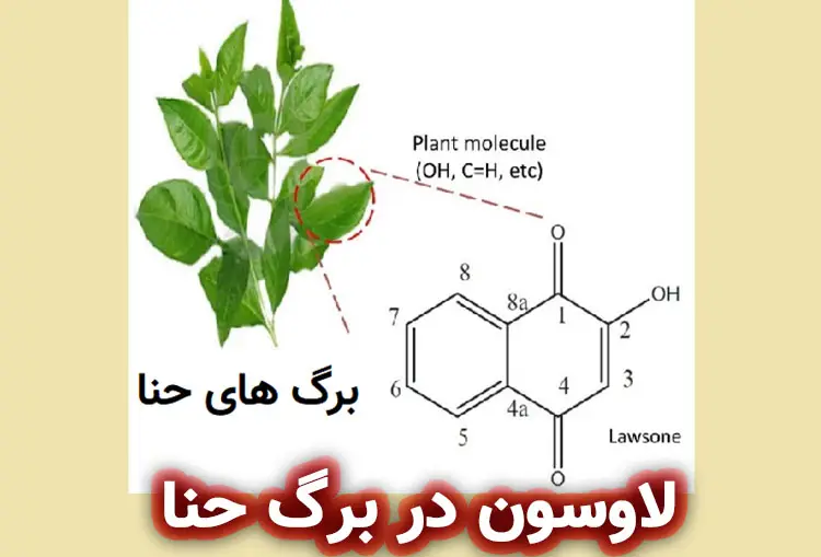 ماده لاسون (Lawson) در برگ حنا