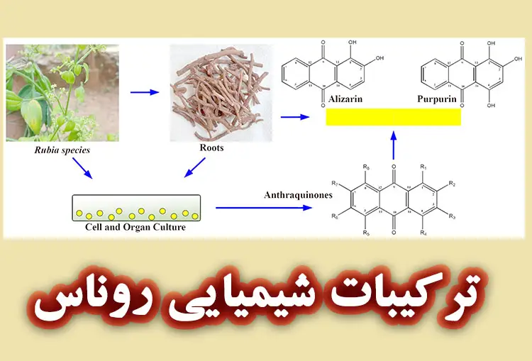 روناس چیست؟ ترکیبات شیمایی رونا