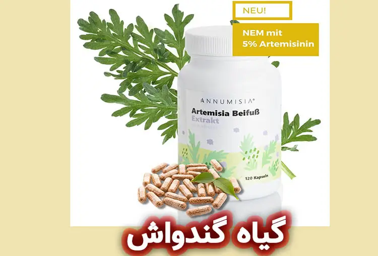 گیاه گندواش