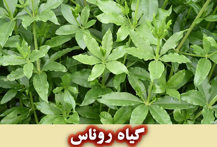 عکس گیاه روناس