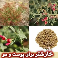 خارشتر چیست؟ کاربرد آن در سلامت پوست و مو