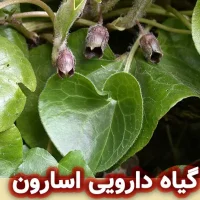 اسارون : خواص دارویی گیاه اسارون و کاربرد ها