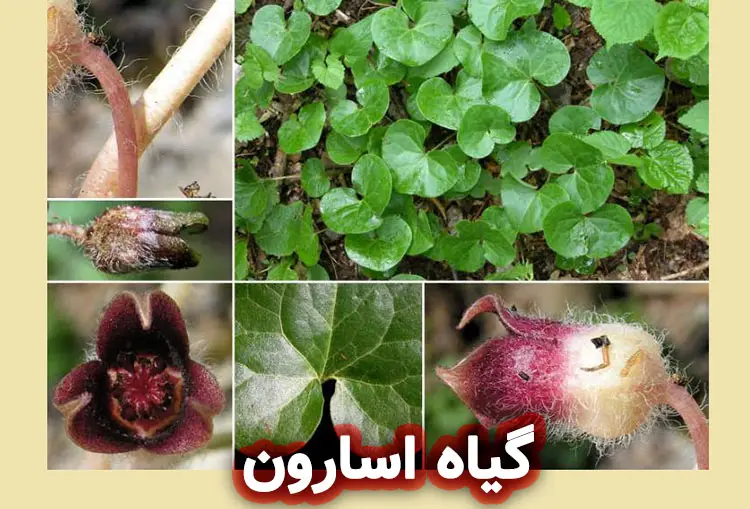 گیاه اسارون