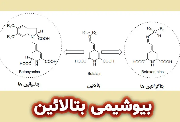 بیوشیمی بتالائین