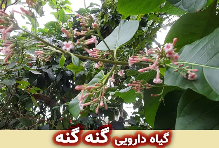 گیاه گنه گنه