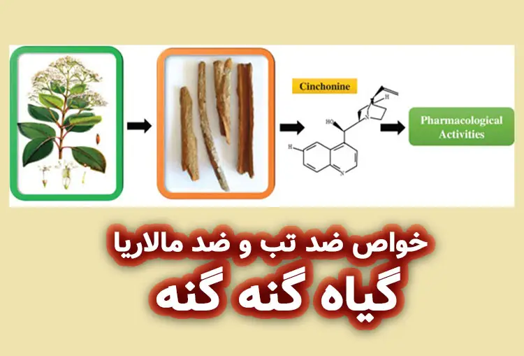 خواص دارویی گیاه گنه گنه