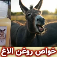 روغن الاغ چیست؟