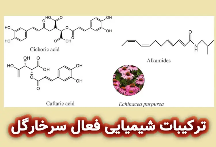 ترکیبات شیمیایی فعال گیاه اکیناسه یا سرخارگل