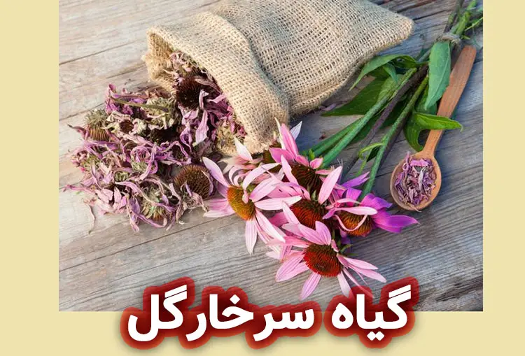 اکیناسه یا سرخارگل