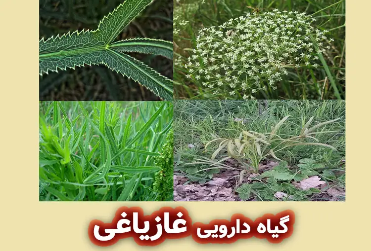 گیاه غازیاغی
