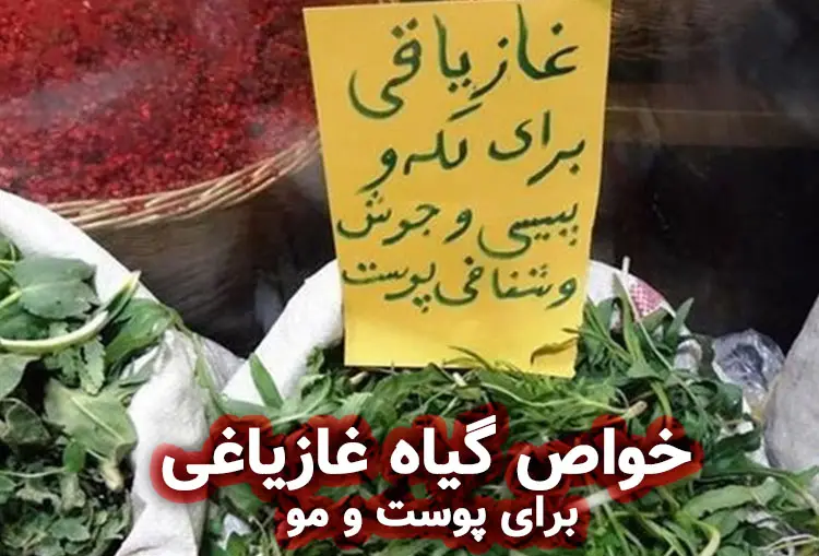 غازیاغی: خواص قازیاقه برای پوست و مو