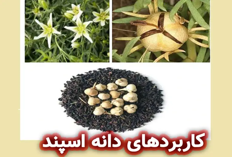 کاربردهای غیرخوراکی اسپند در صنعت آرایشی-بهداشتی