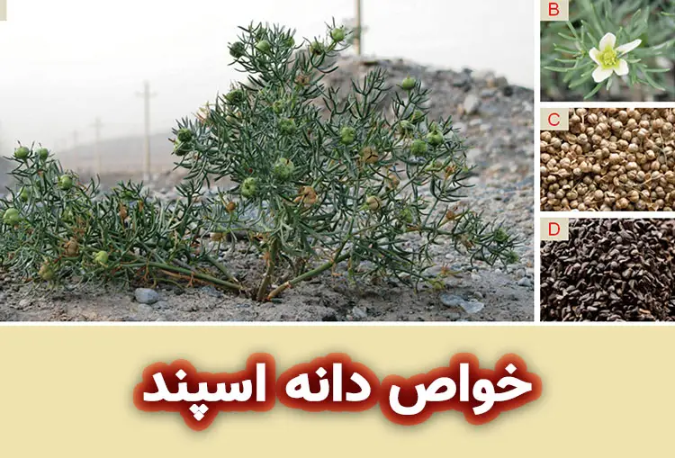 دانه اسپند: خواص برای پوست و مو