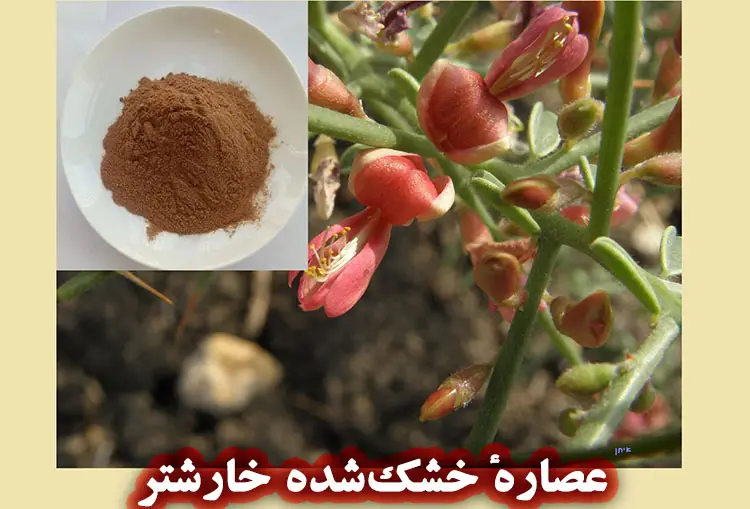 عصارهٔ خشک‌ شده خارشتر