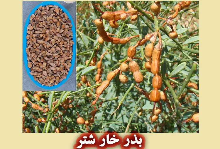 بذر خار شتر