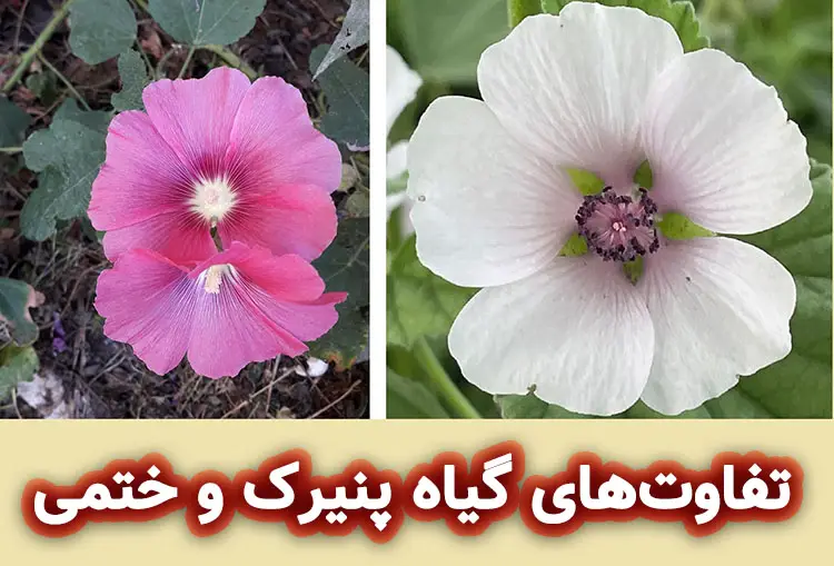 تفاوت پنیرک و ختمی