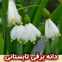 دانه برفی تابستانی Leucojum aestivum