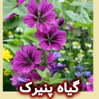 گیاه پنیرک چیست