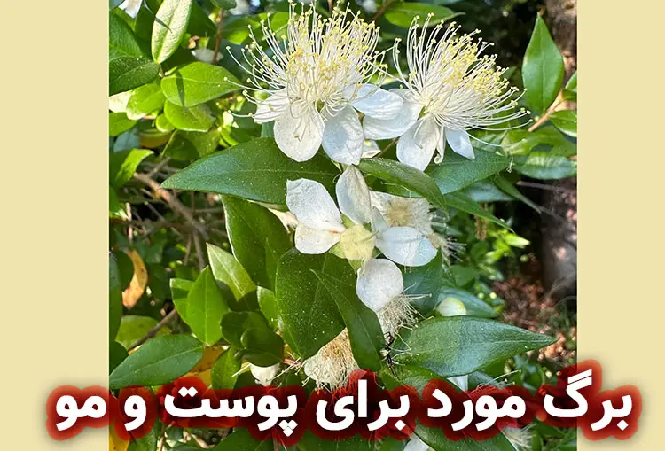 برگ مورد