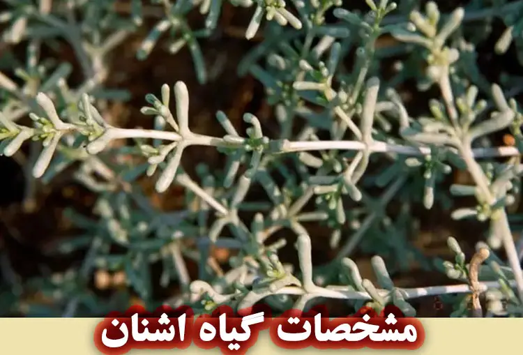 مشخصات گیاه اشنان