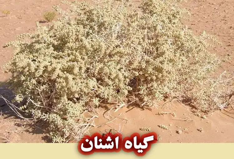 کاربردهای گیاه اشنان